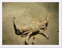IMG_1011 * Swimming Crab * 3264 x 2448 * (2.95MB)